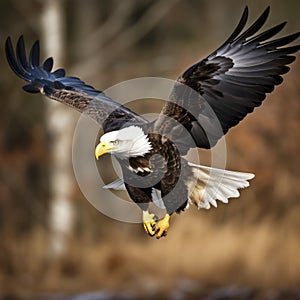 bald eagle in flight catching a fish