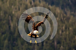 Bald Eagle in flight