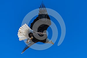 Bald eagle in flight eagles flying