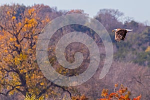 Bald eagle in flight with fall colors