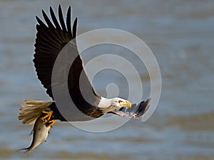 Bald Eagle in Flight with Fish