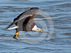 Bald Eagle in Flight with Fish