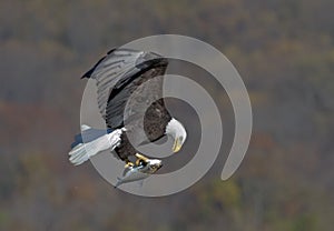 Bald Eagle in flight with a fish