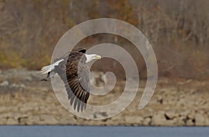 Bald Eagle in flight with a fish