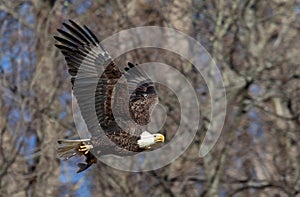 Bald Eagle in flight with a fish