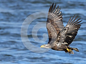 Bald Eagle In Flight With Fish
