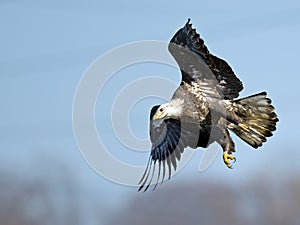 Bald Eagle In Flight With Fish