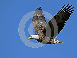 Bald Eagle In Flight With Fish