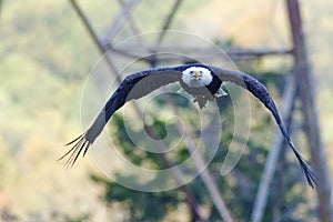 Bald Eagle in Flight with Fish