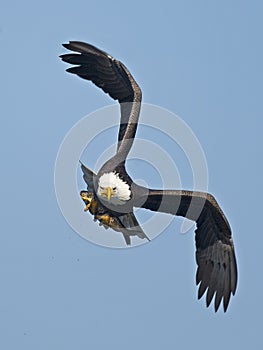 Bald Eagle in Flight with Fish