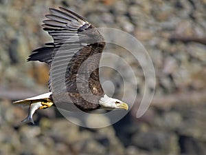 Bald Eagle in Flight with Fish