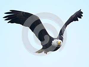 Bald Eagle in Flight with Fish