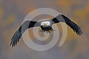 Bald Eagle in Flight with Fish