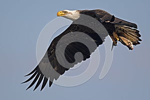 Bald Eagle in Flight with Fish