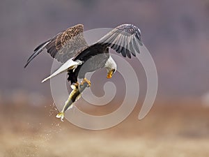 Bald Eagle in Flight with Fish