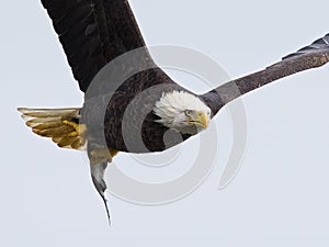 Bald Eagle in Flight with Fish