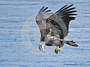 Bald Eagle in Flight with Fish