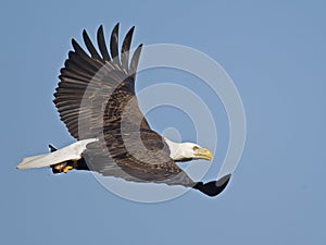 Bald Eagle in Flight with Fish