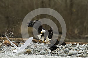 Bald Eagle In Flight With Fish Taking off