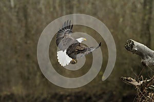 Bald Eagle In Flight With Fish Taking off