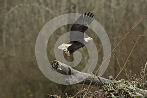 Bald Eagle In Flight With Fish Taking off