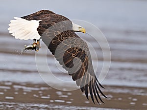 Bald Eagle in Flight with Fish