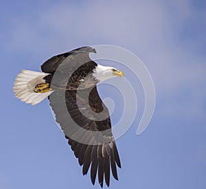 Bald eagle flight