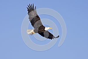 Bald Eagle in flight isolated on blue sky