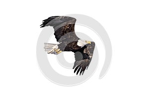 Bald Eagle in flight isolated on white