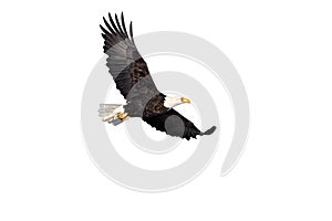 Bald Eagle in flight isolated on white