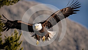 Bald Eagle in Flight