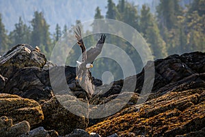 Bald Eagle in flight Ketchikan Alaska