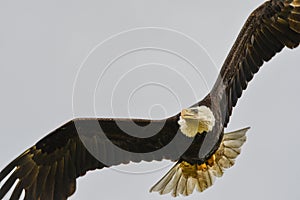 Bald Eagle in Flight, La Push, WA photo