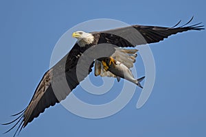 Bald Eagle in Flight with Large Fish