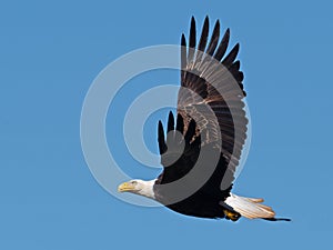 Bald Eagle in flight with Large fish in talons