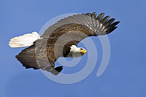 Bald Eagle in Flight