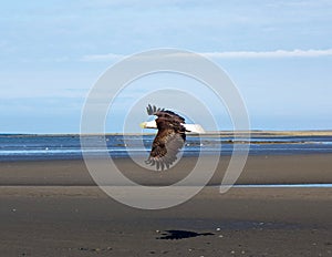 A bald eagle in flight at low tide