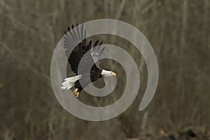 Bald Eagle In Flight in mid air photo