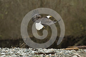 Bald Eagle In Flight in mid air photo