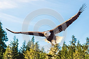 Bald Eagle in flight photo