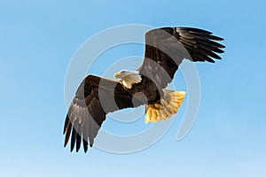 Bald Eagle in flight