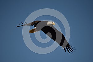 Bald eagle in flight over the ocean