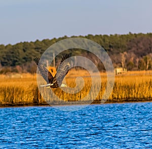 Bald eagle in flight