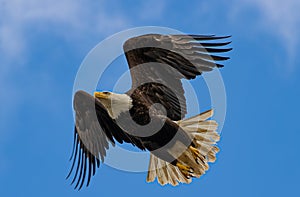 Bald Eagle in flight, soaring in mid-air