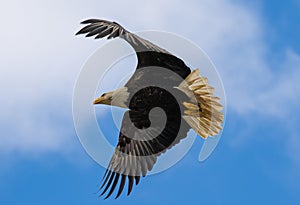 Bald Eagle in flight, soaring in mid-air