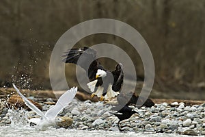 Bald Eagle In Flight With Fish Taking off photo