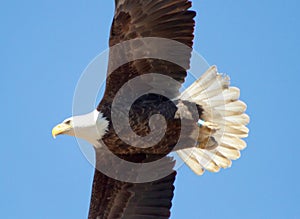 Bald Eagle in flight