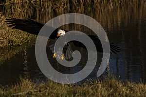 Bald Eagle in flight