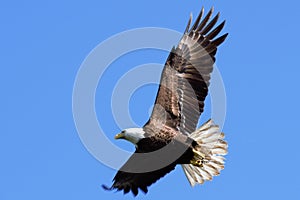 Bald Eagle photo