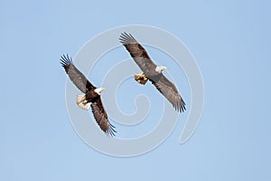 Bald Eagle in Flight photo